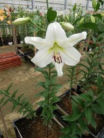 [4173 Pearl Queen VZ No01.JPG]